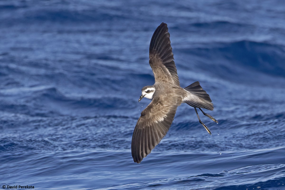 White-faced Storm-Petrel - ML621254475
