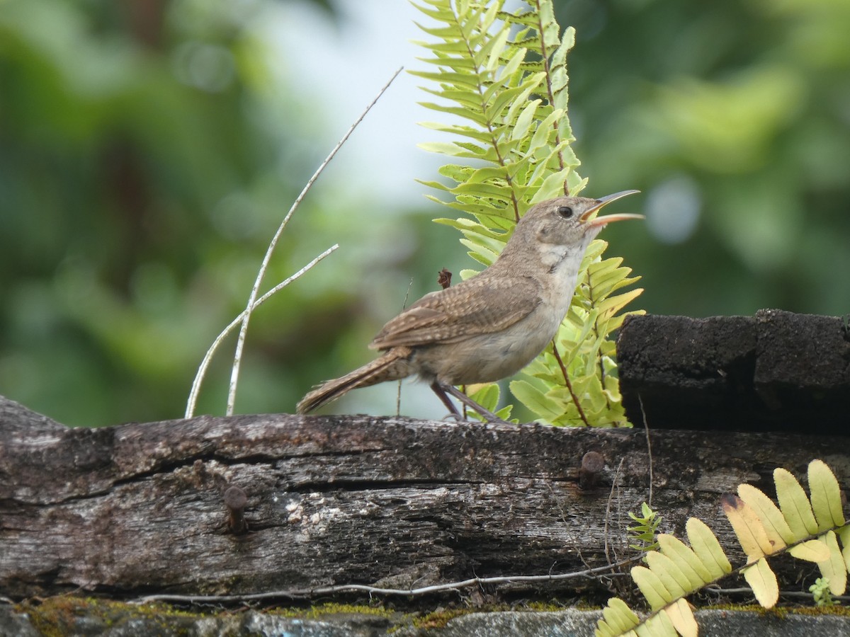 Southern House Wren - ML621254490