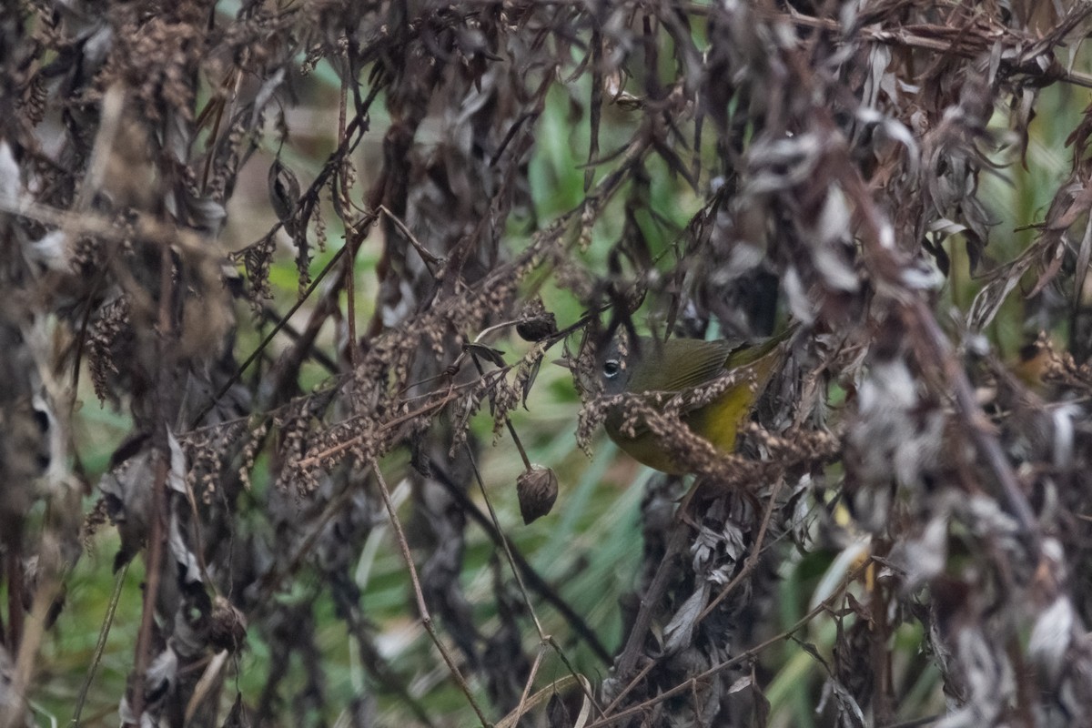 MacGillivray's Warbler - ML621254522