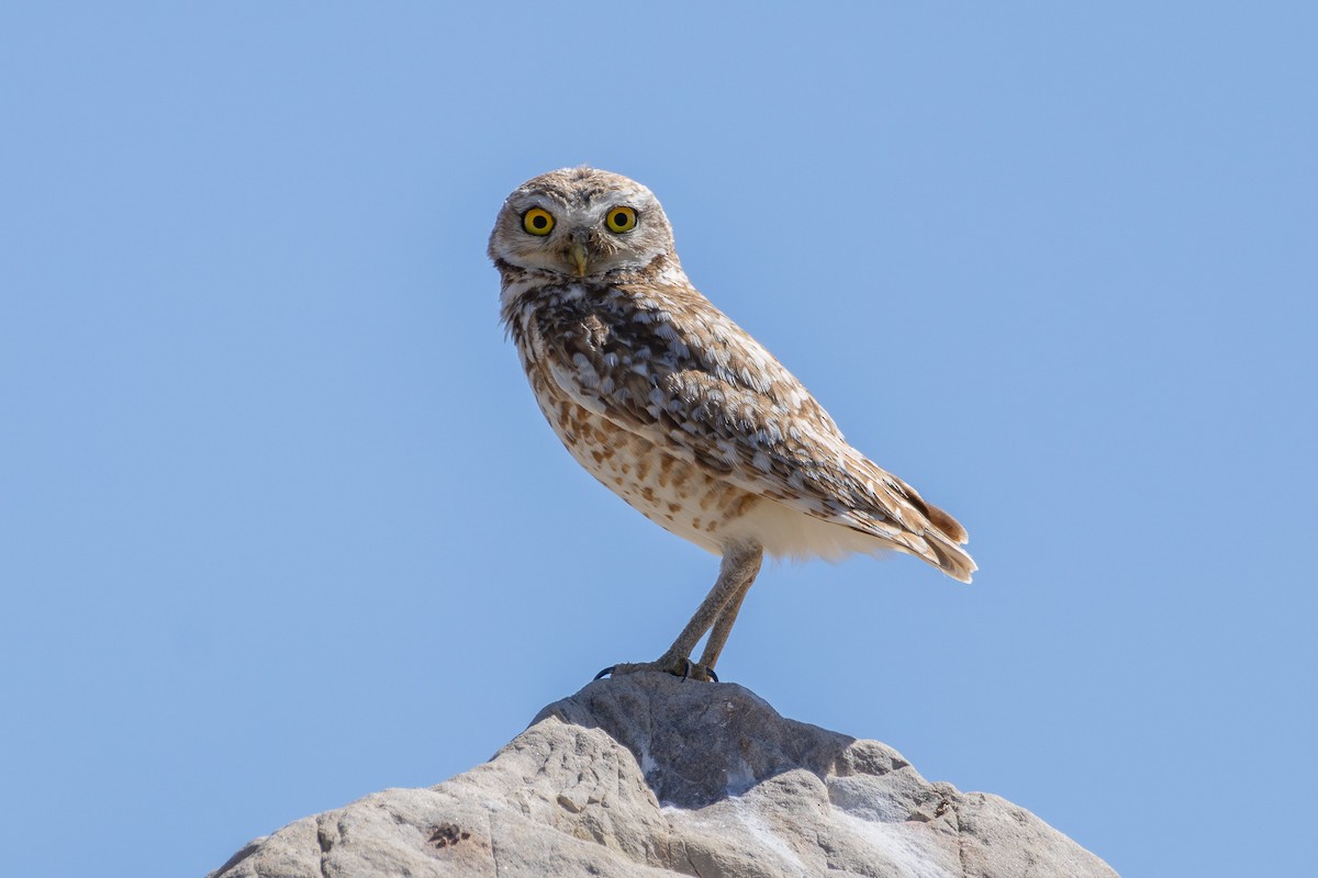 Burrowing Owl - ML621254579