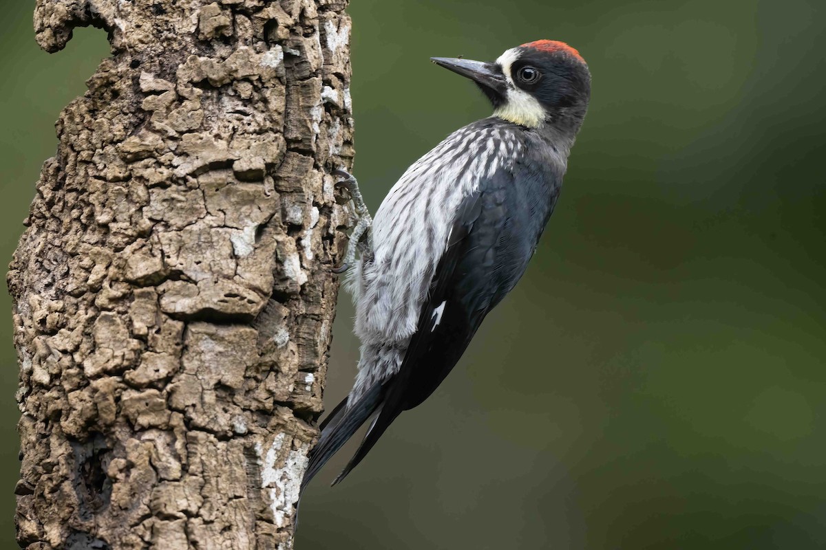 Acorn Woodpecker - ML621254610