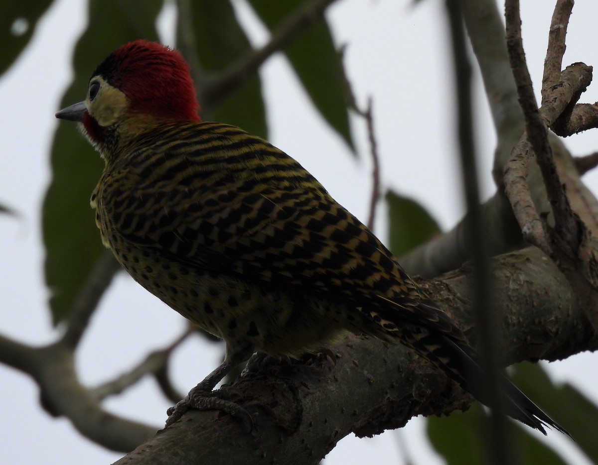 Green-barred Woodpecker - ML621254652