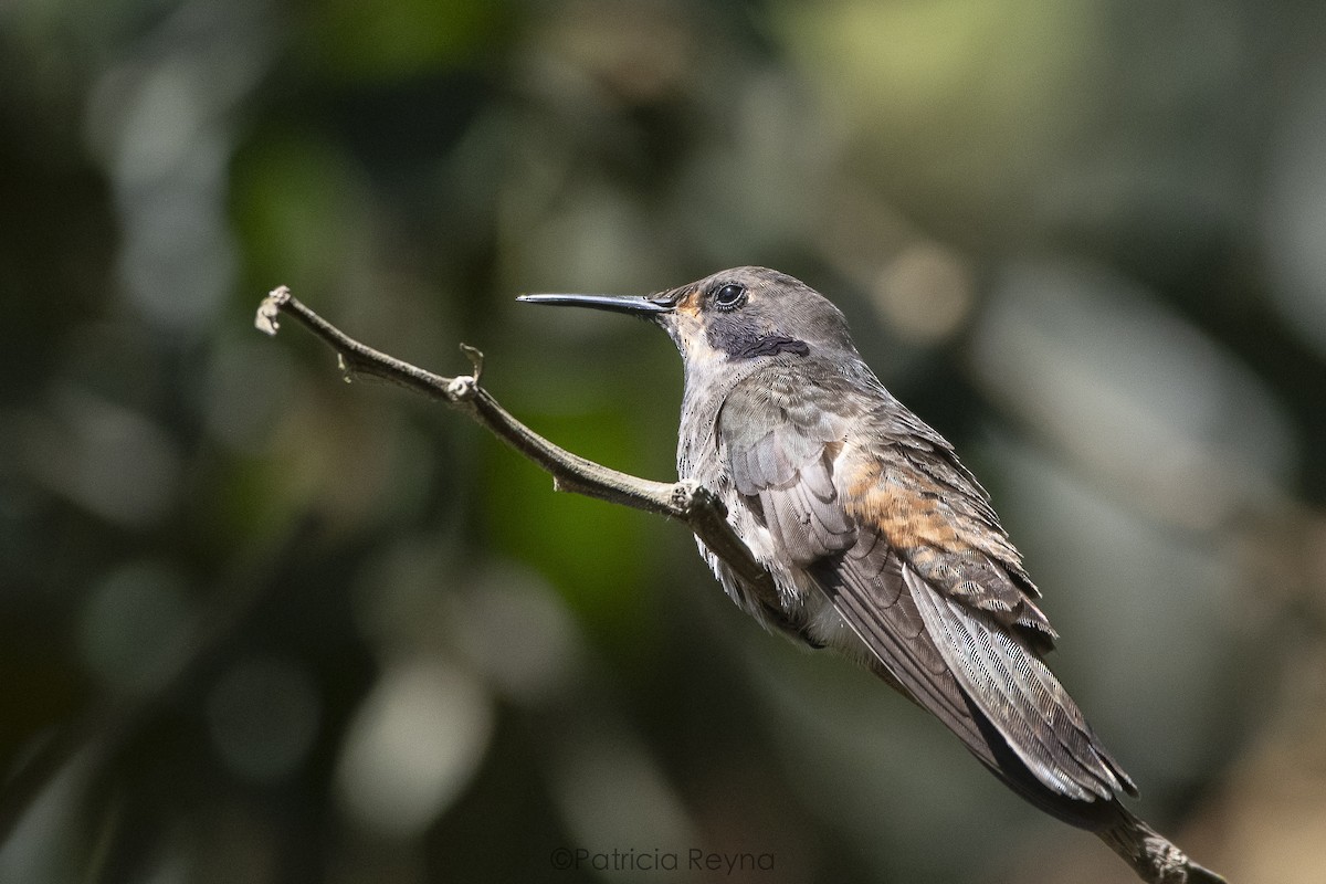 kolibřík fialovouchý - ML621254654