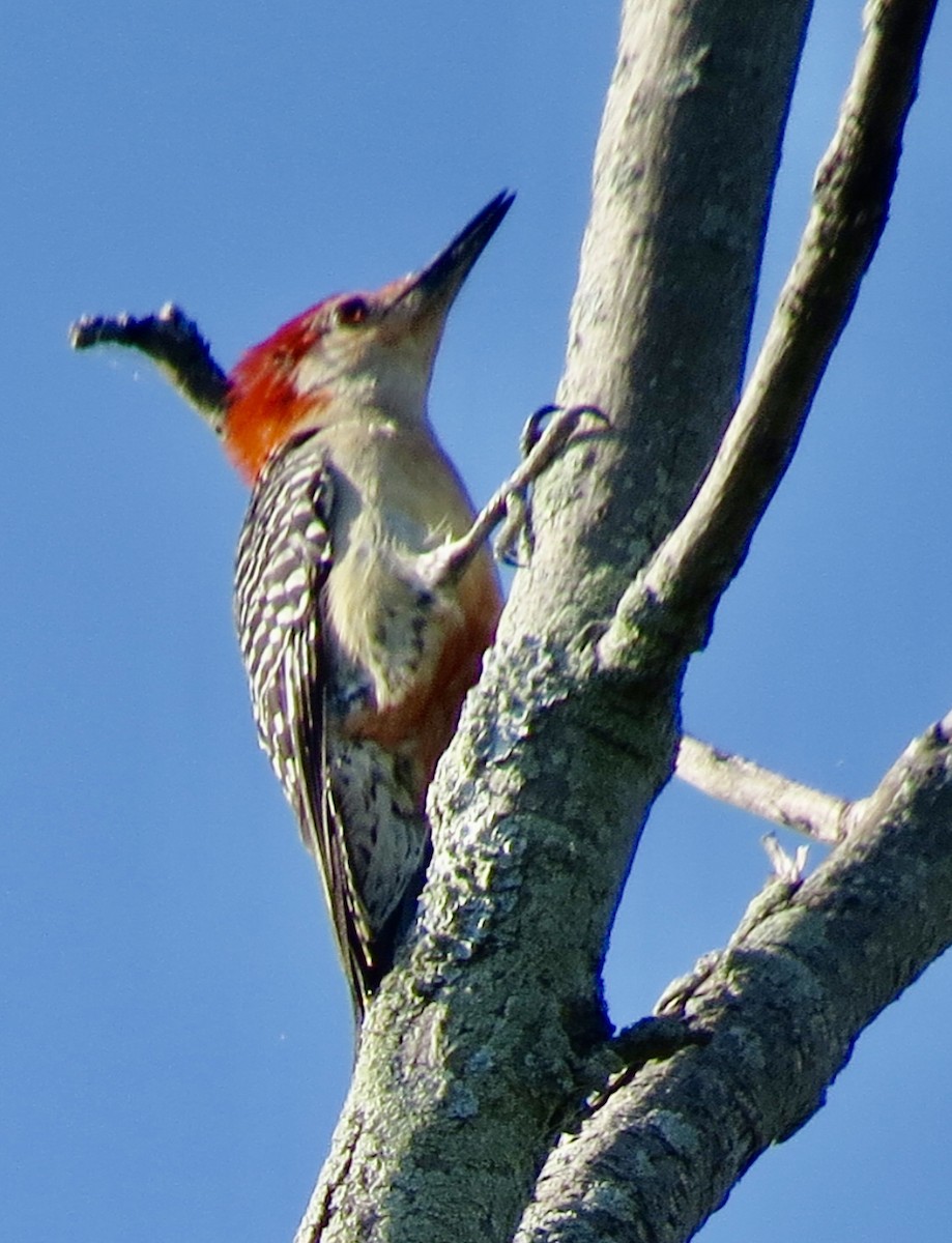 Red-bellied Woodpecker - ML621254682