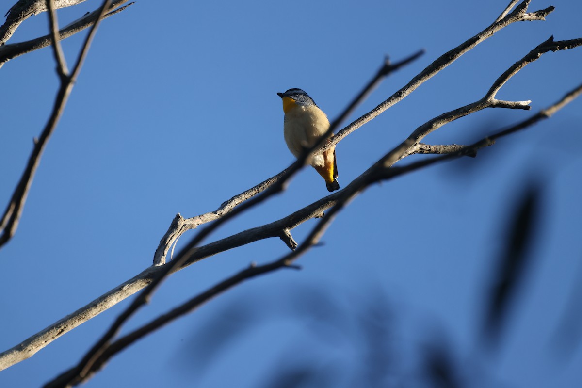 Spotted Pardalote - ML621254686