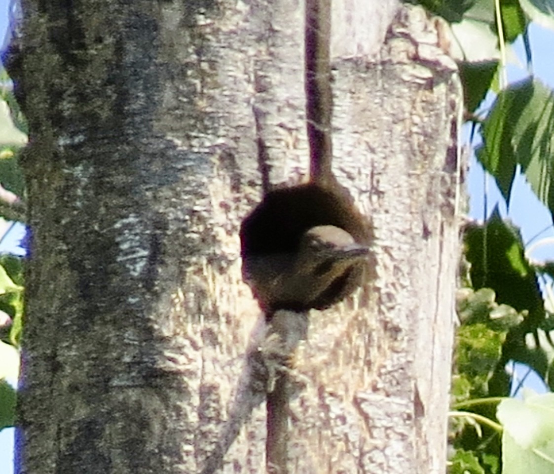 Northern Flicker - ML621254704