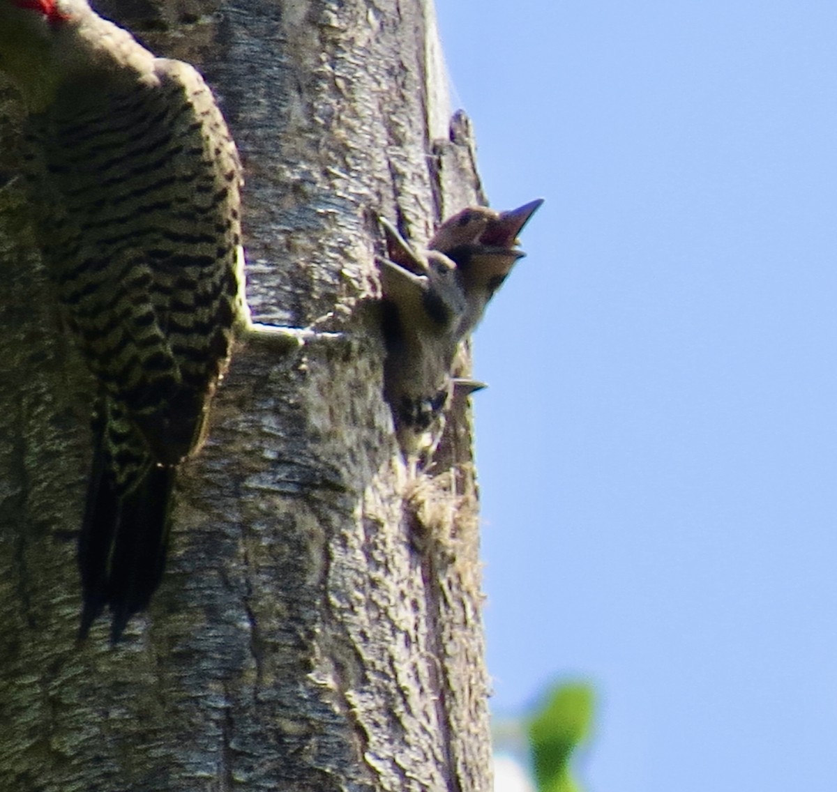 Northern Flicker - ML621254705