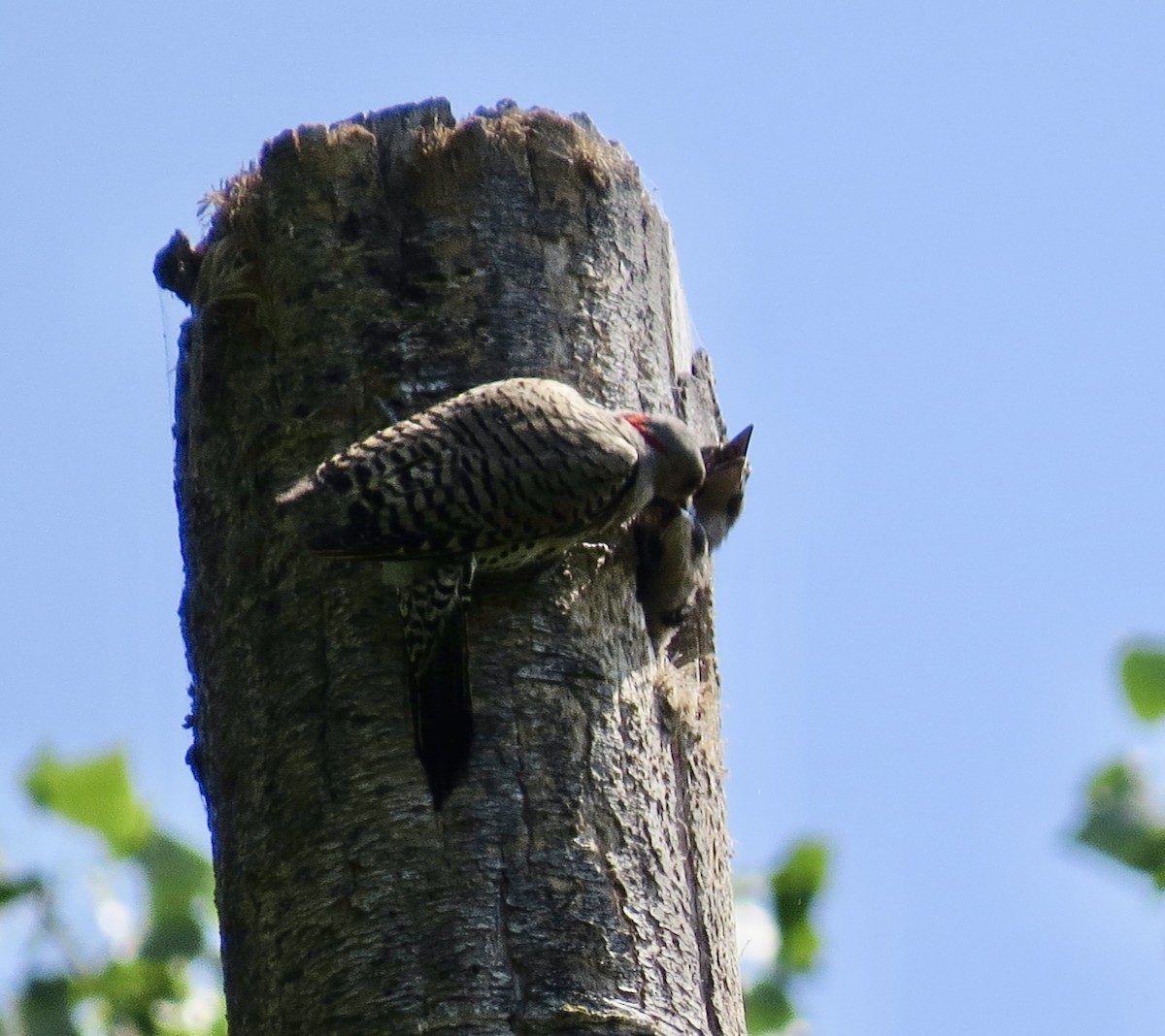 Northern Flicker - ML621254706