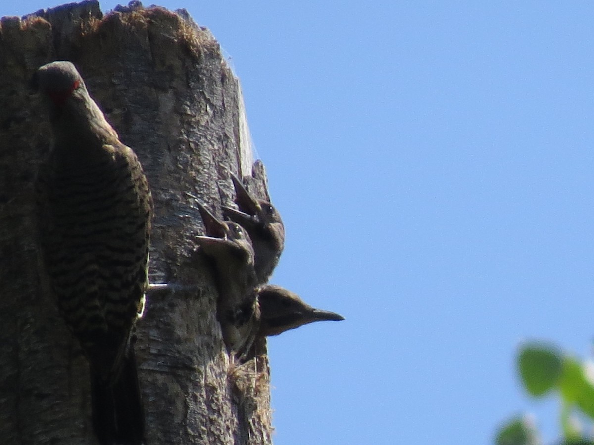 Northern Flicker - ML621254707