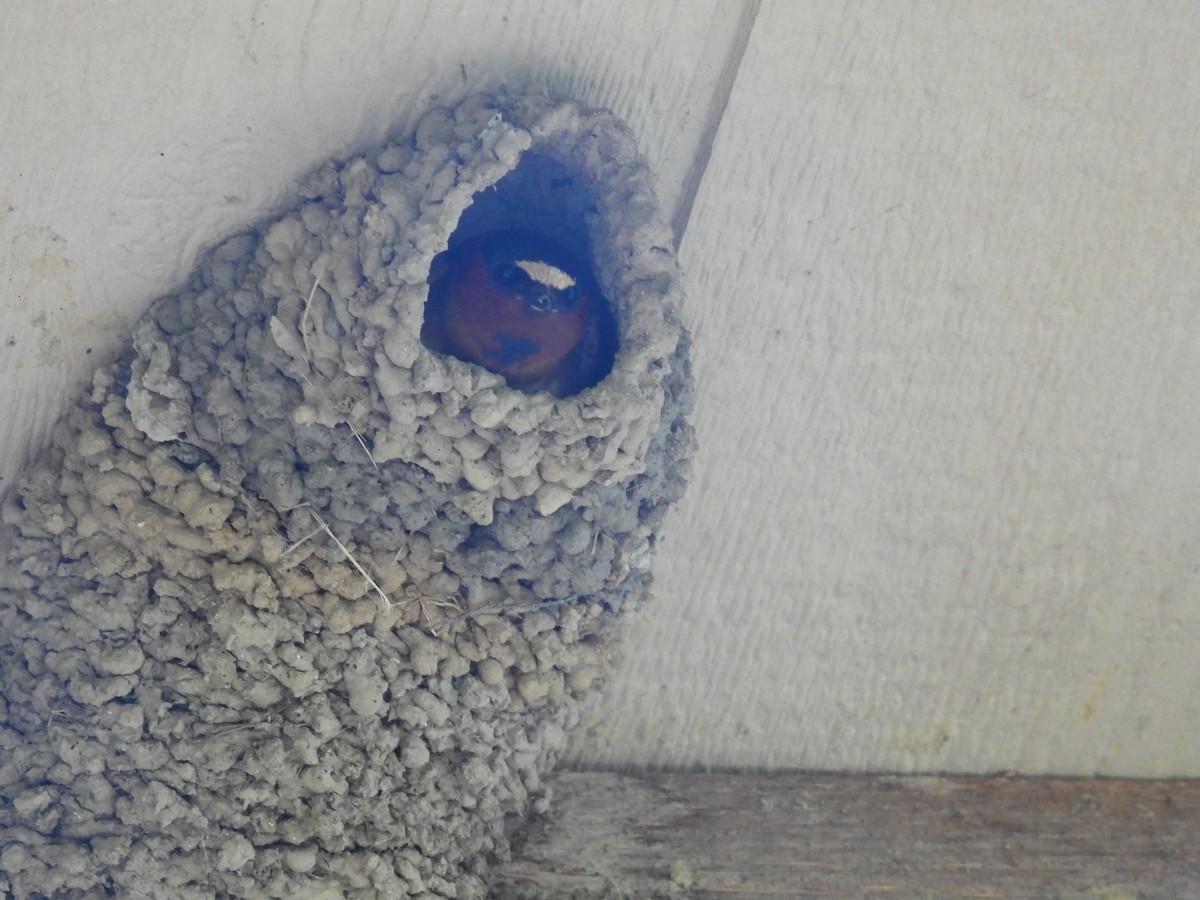 Cliff Swallow - ML621254726