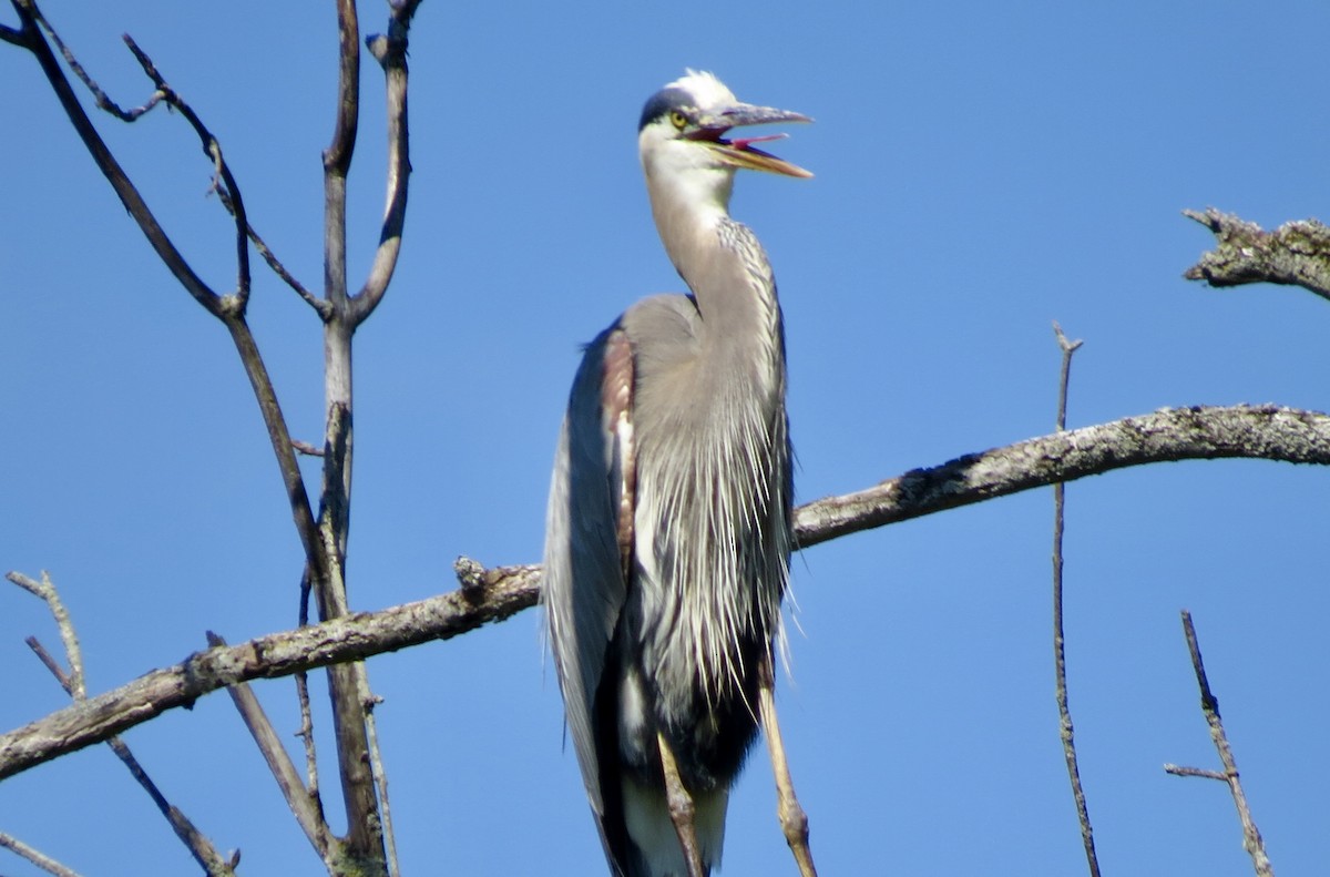 Great Blue Heron - ML621254781