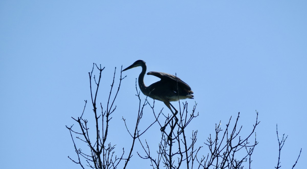 Great Blue Heron - ML621254782