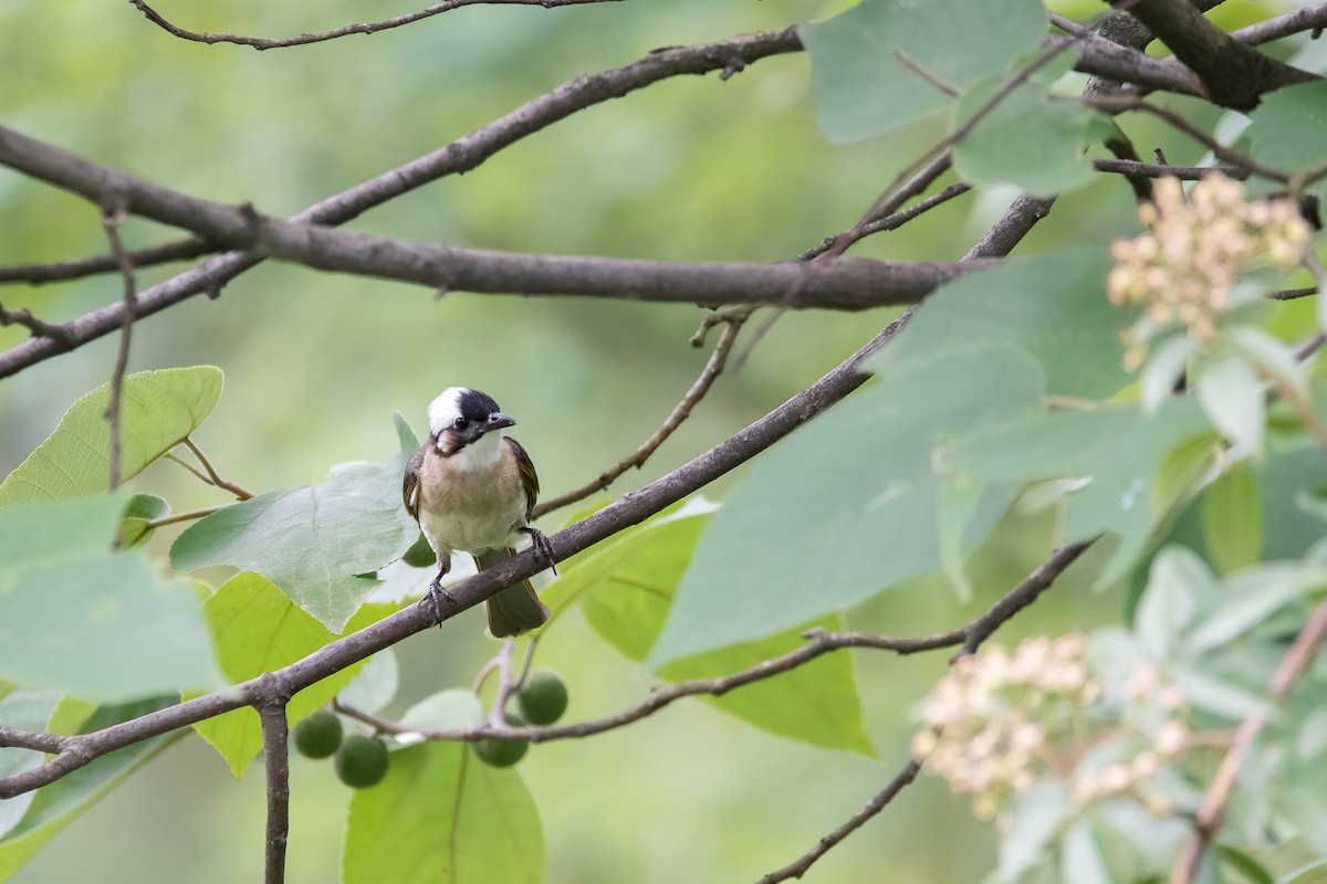 Light-vented Bulbul - ML621254864