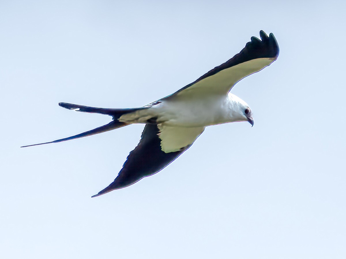 Swallow-tailed Kite - Steven Lasley