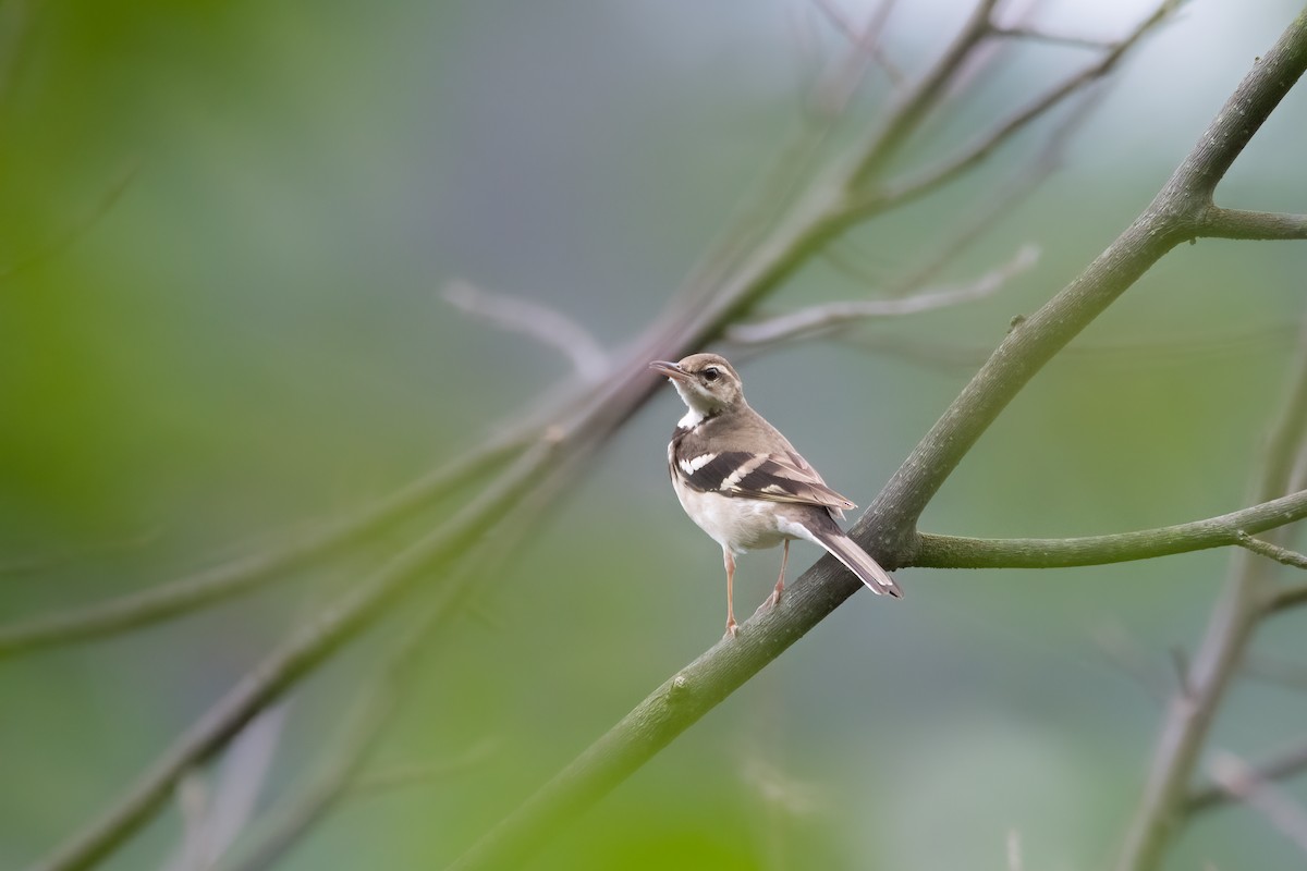 Forest Wagtail - ML621254883