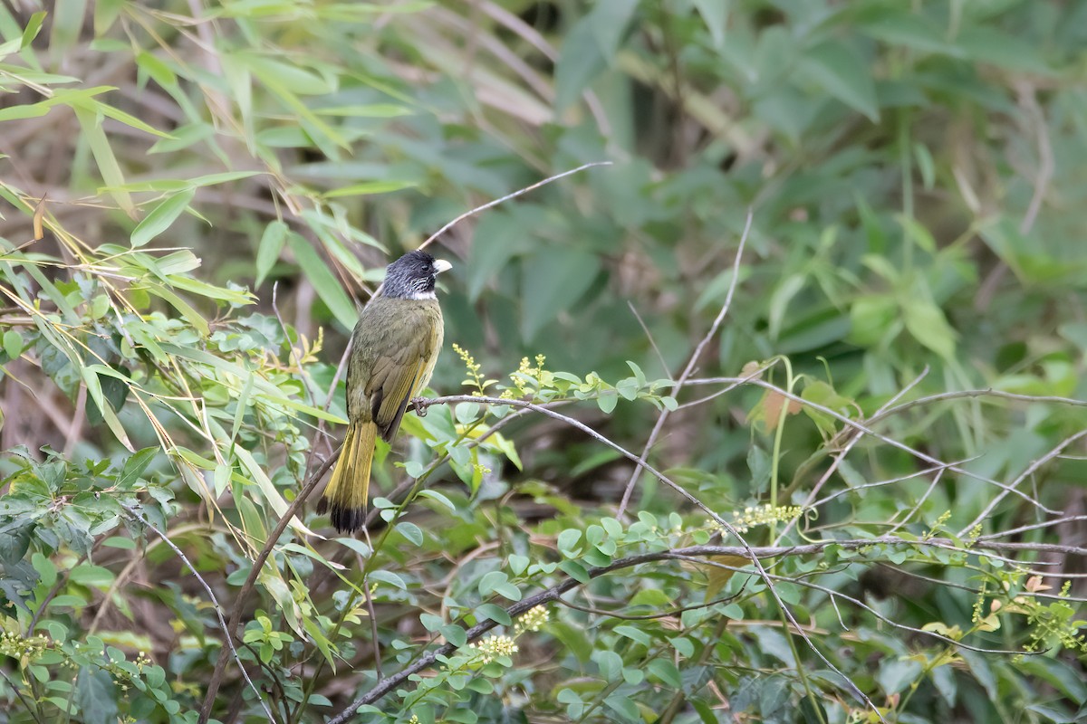 Collared Finchbill - ML621254889