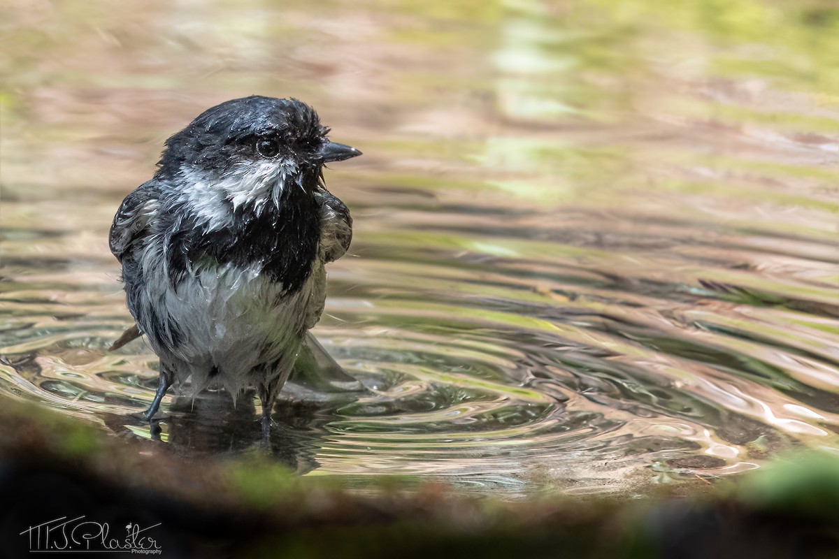 Coal Tit - ML621254894