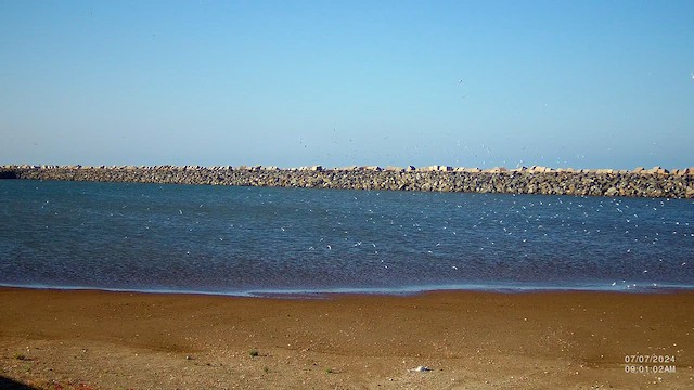 Little Tern - ML621254913