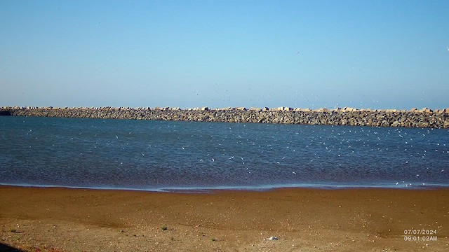 Little Tern - ML621254913