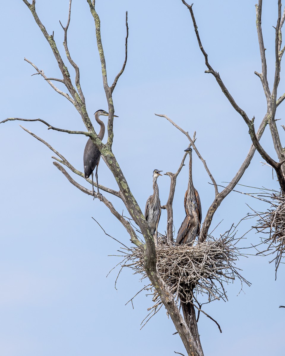 Great Blue Heron - DEREK SOOHOO