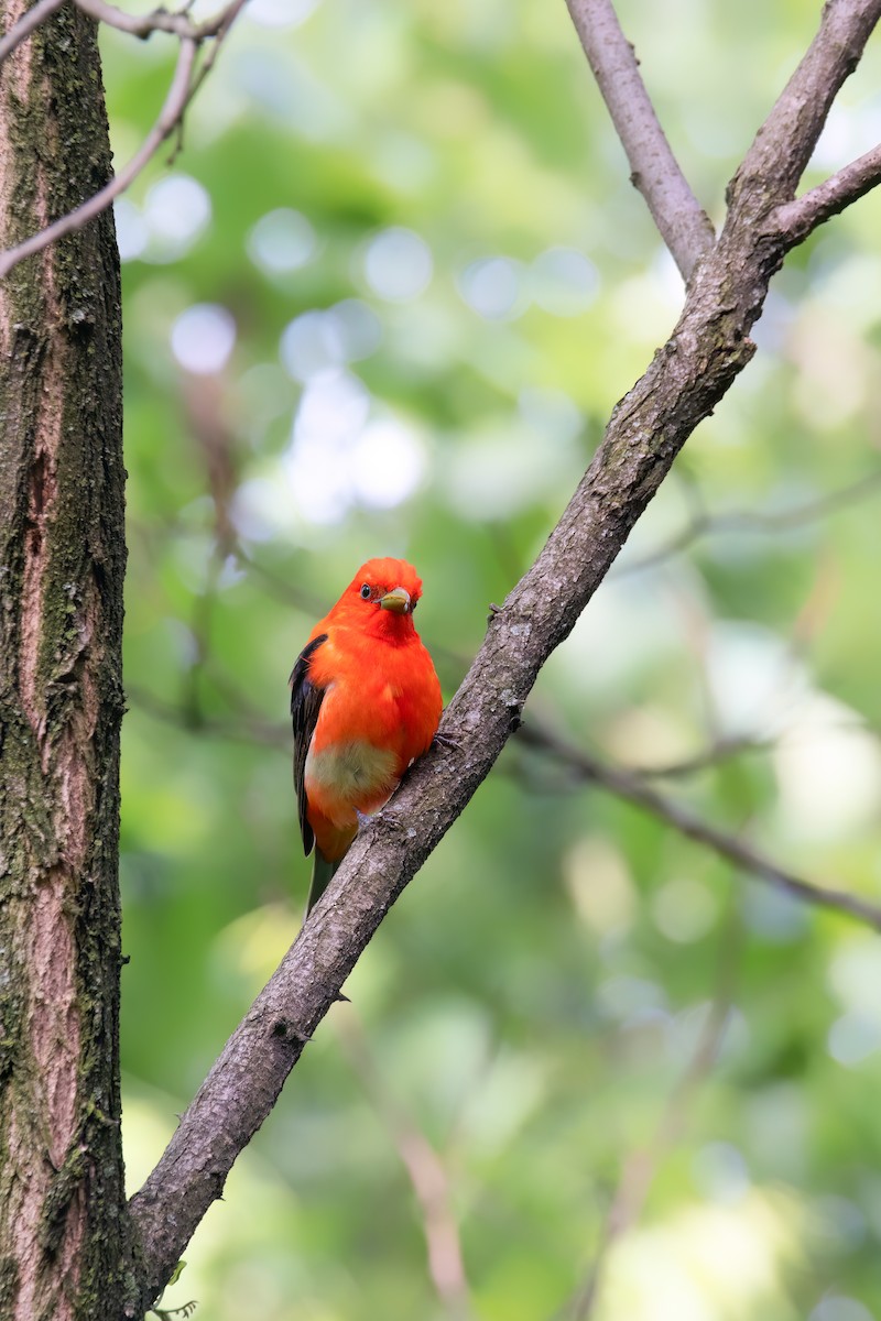 Scarlet Tanager - ML621254982