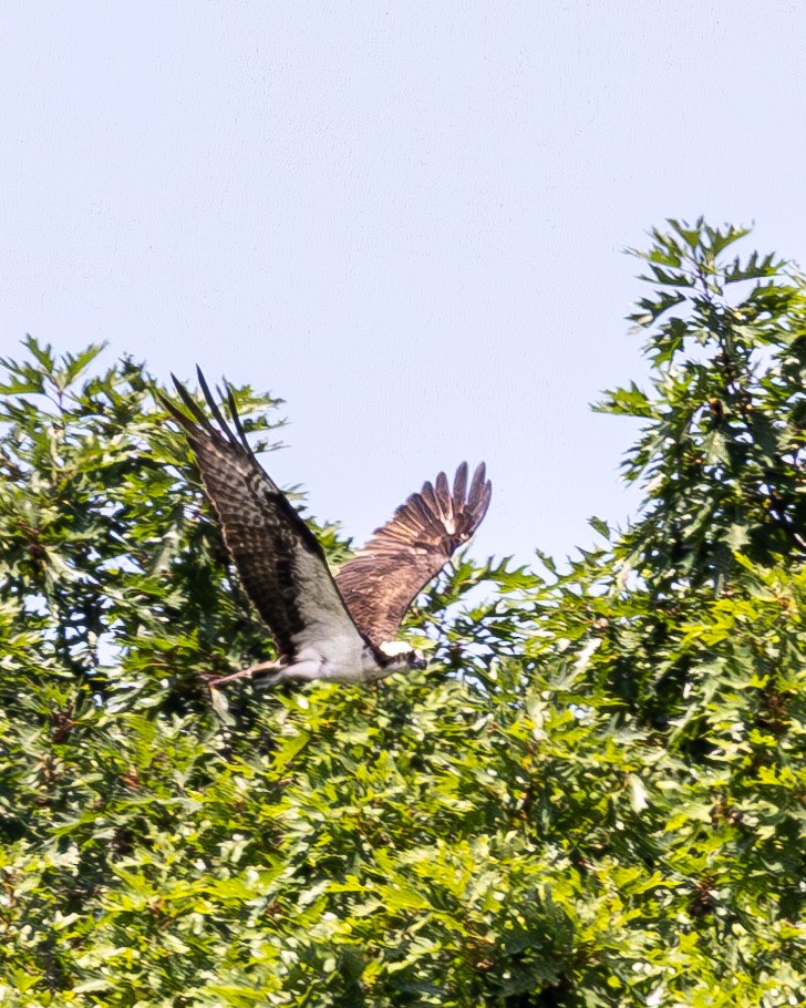 Águila Pescadora - ML621254983