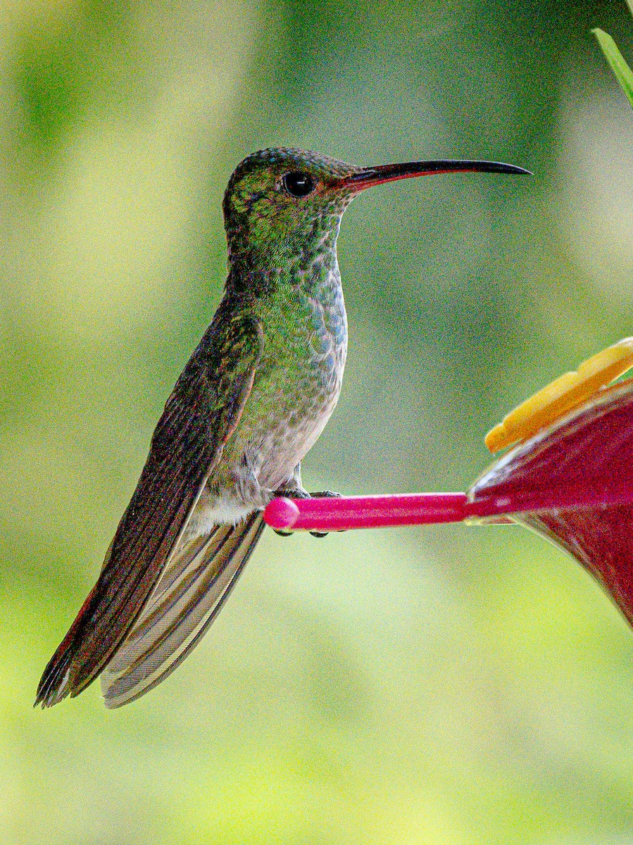 Rufous-tailed Hummingbird - ML621254986