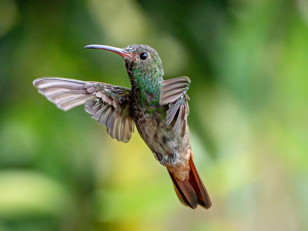 Rufous-tailed Hummingbird - ML621254993