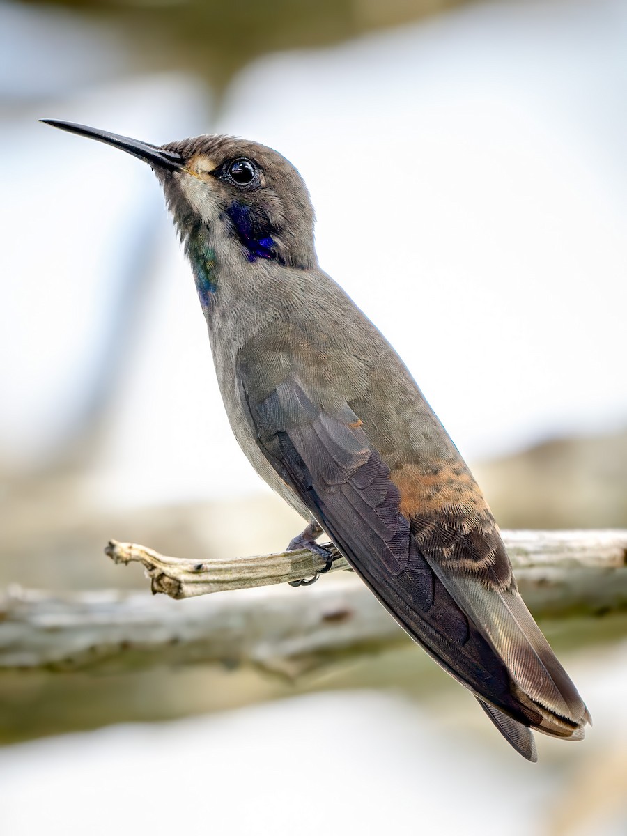 kolibřík fialovouchý - ML621254997