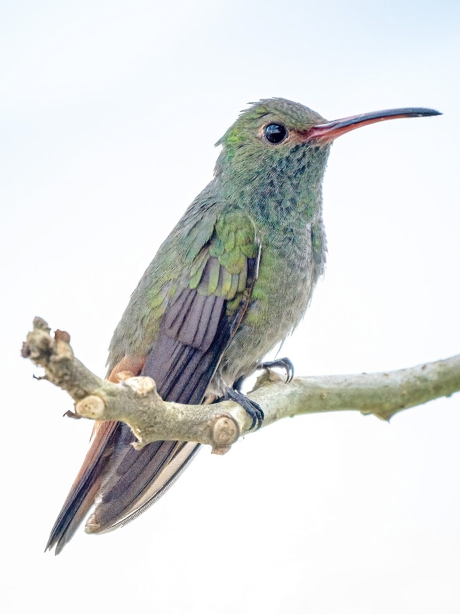 Rufous-tailed Hummingbird - ML621255002