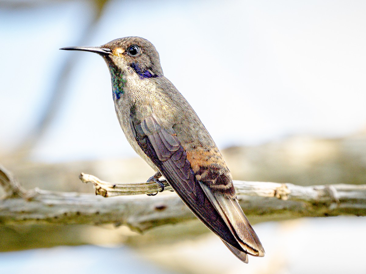 Brown Violetear - Steven Lasley