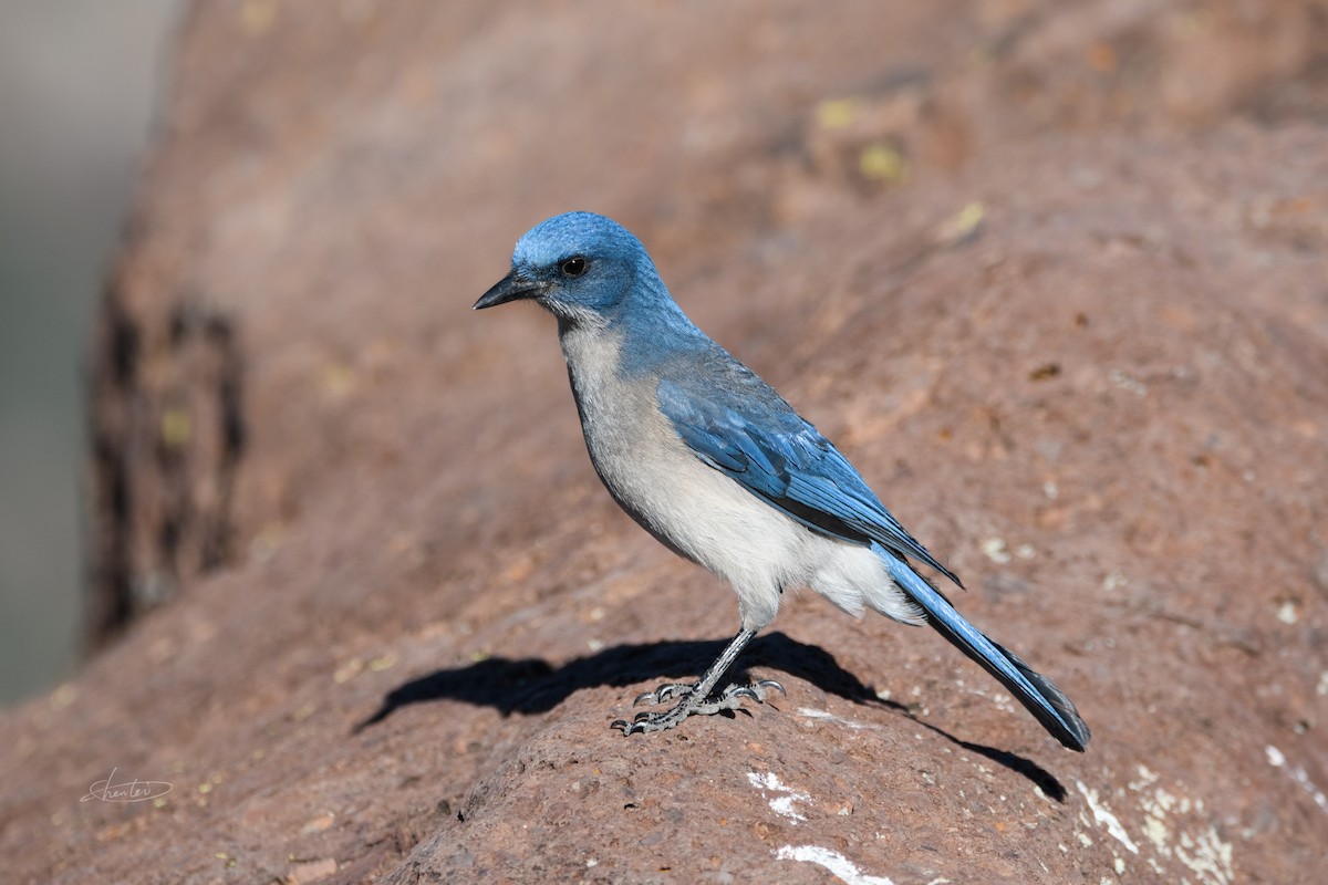 Mexican Jay - ML621255048