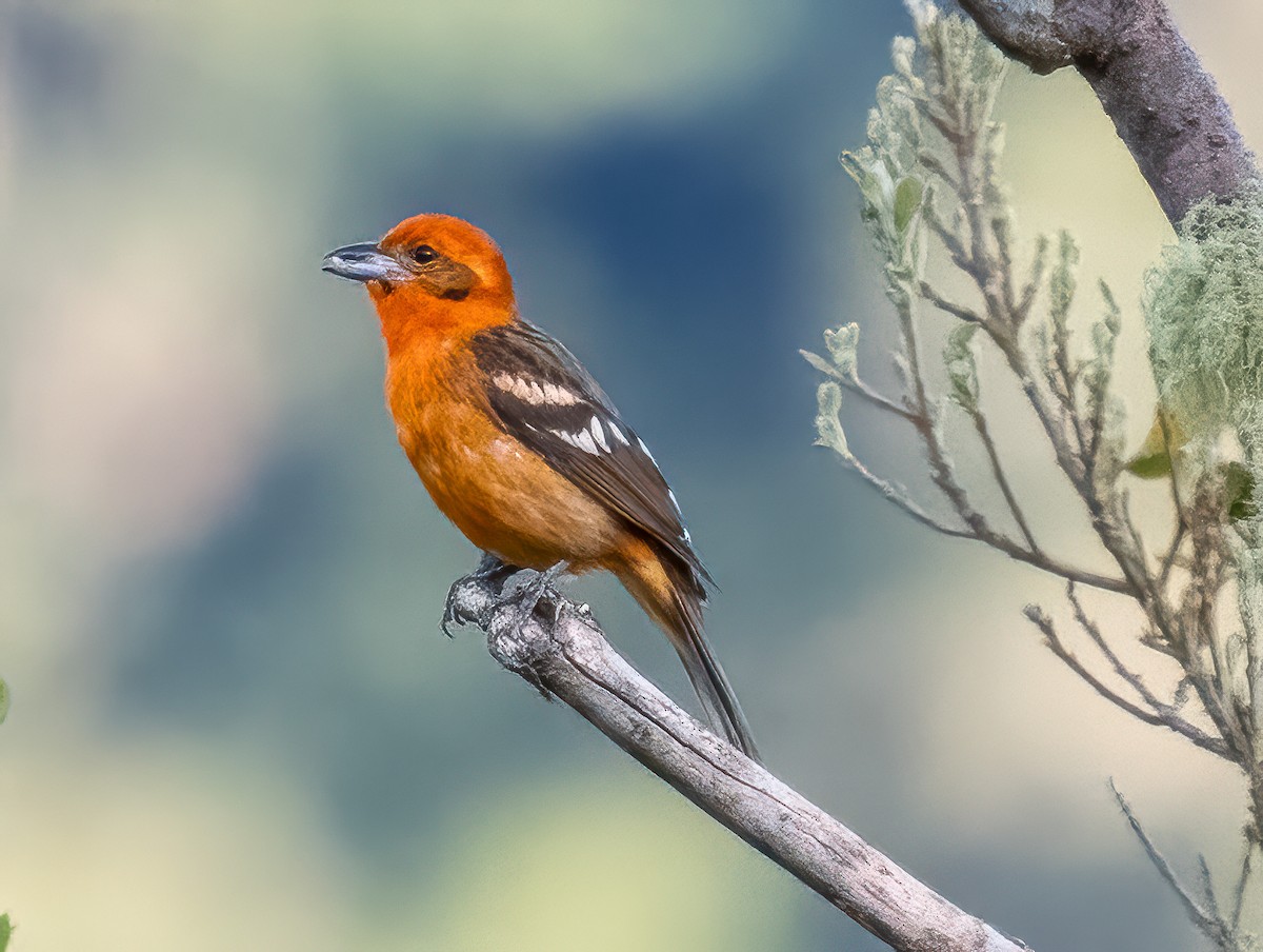 Flame-colored Tanager - ML621255057