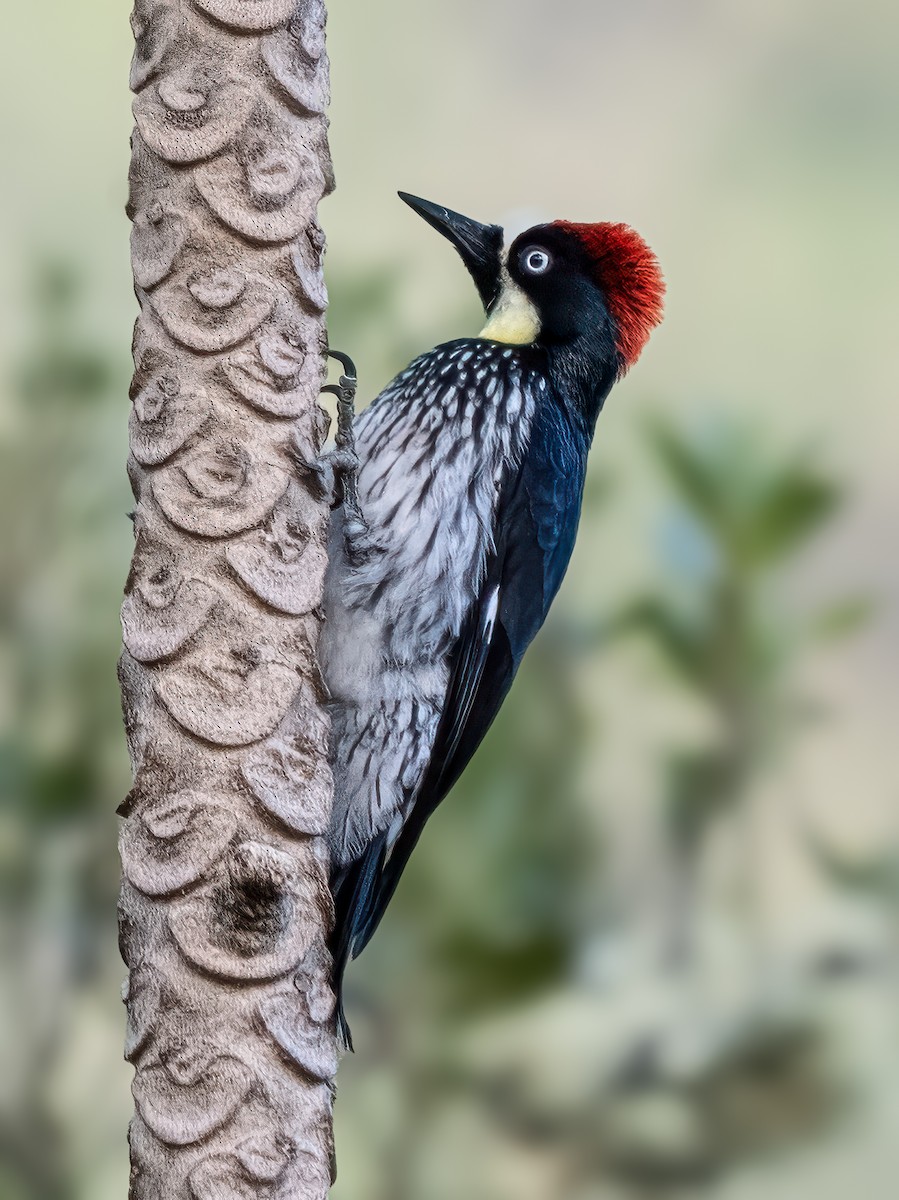 Acorn Woodpecker - ML621255059
