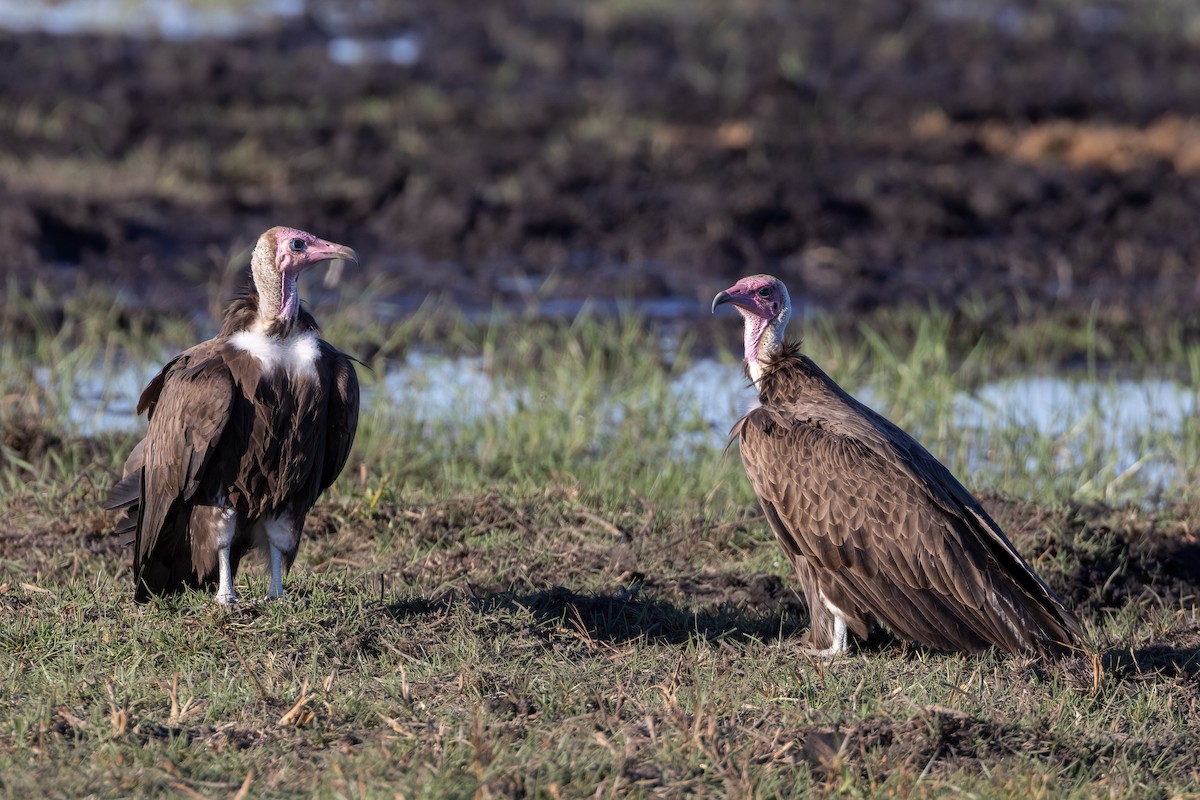 Hooded Vulture - Jim Hoover