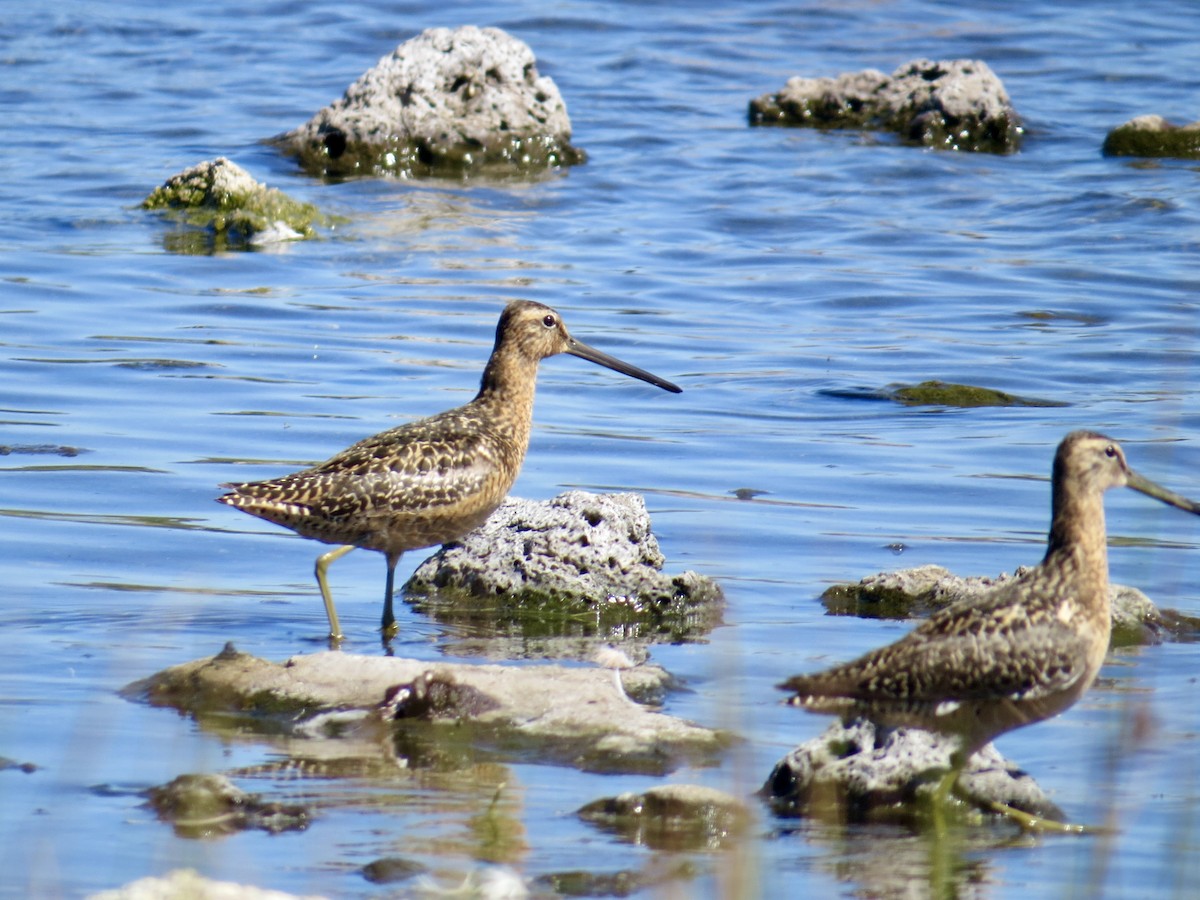 Long-billed Dowitcher - ML621255066