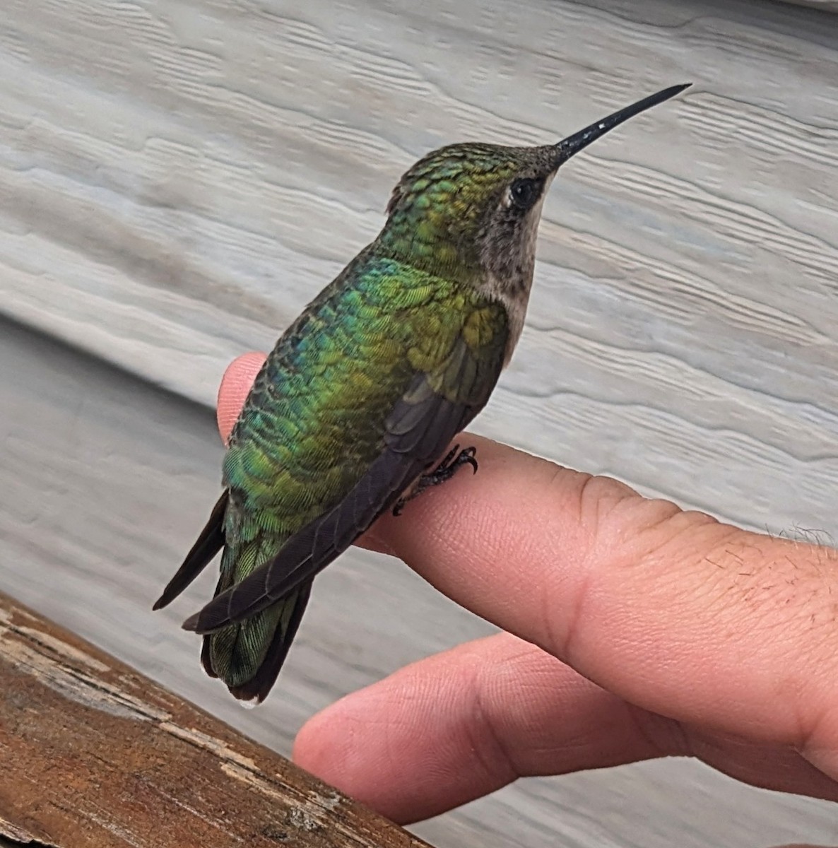Ruby-throated Hummingbird - ML621255070