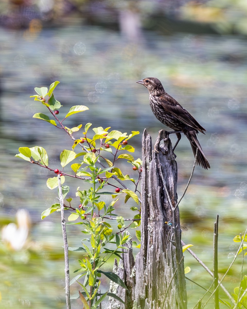 Red-winged Blackbird - ML621255071