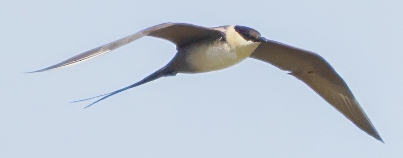 Long-tailed Jaeger - ML621255072