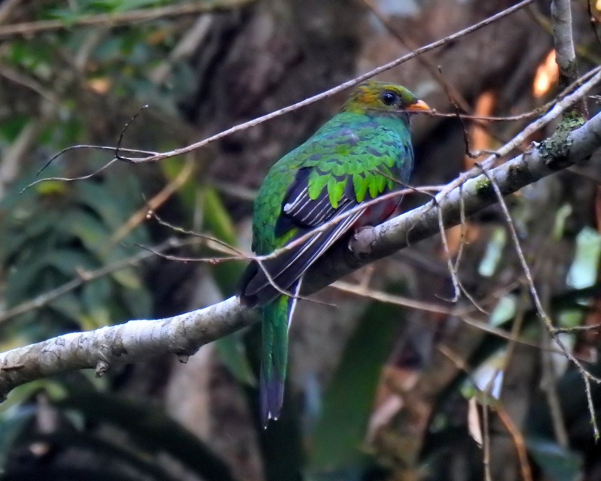 White-tipped Quetzal - ML621255074