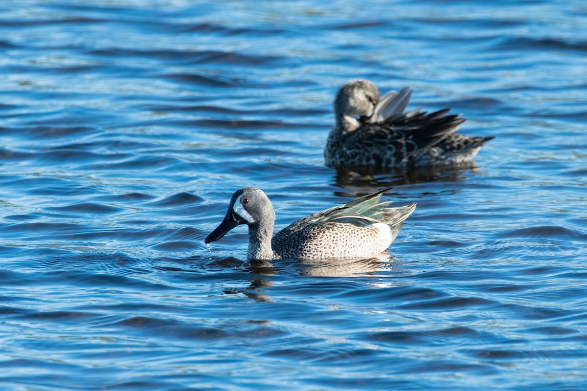 Blue-winged Teal - ML621255075