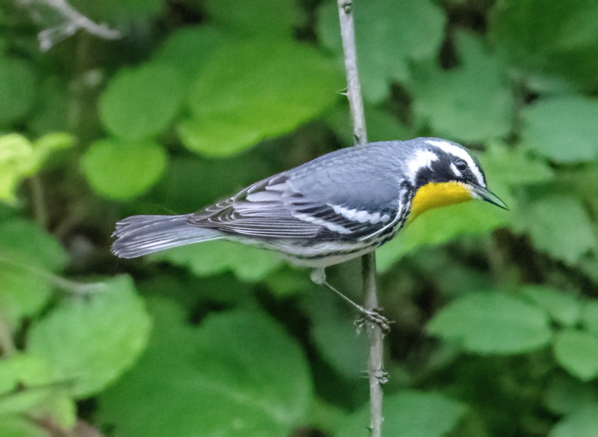 Yellow-throated Warbler - Gregg Petersen