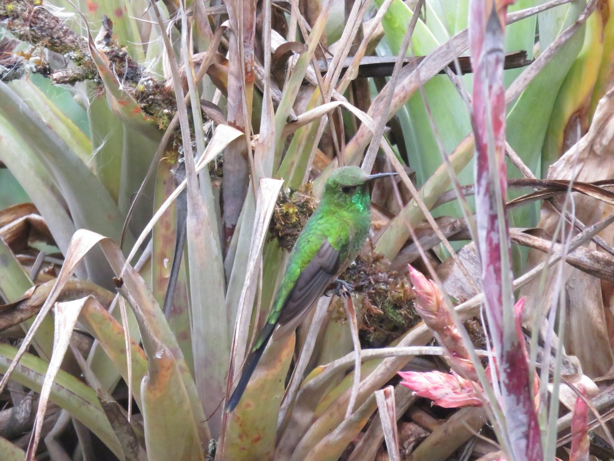 Yeşil Kuyruklu Kolibri - ML621255123