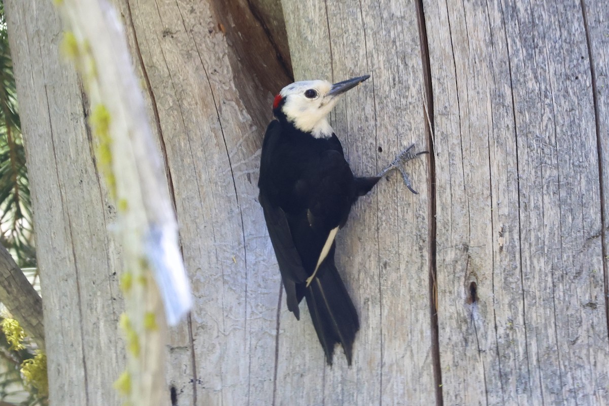 White-headed Woodpecker - ML621255149