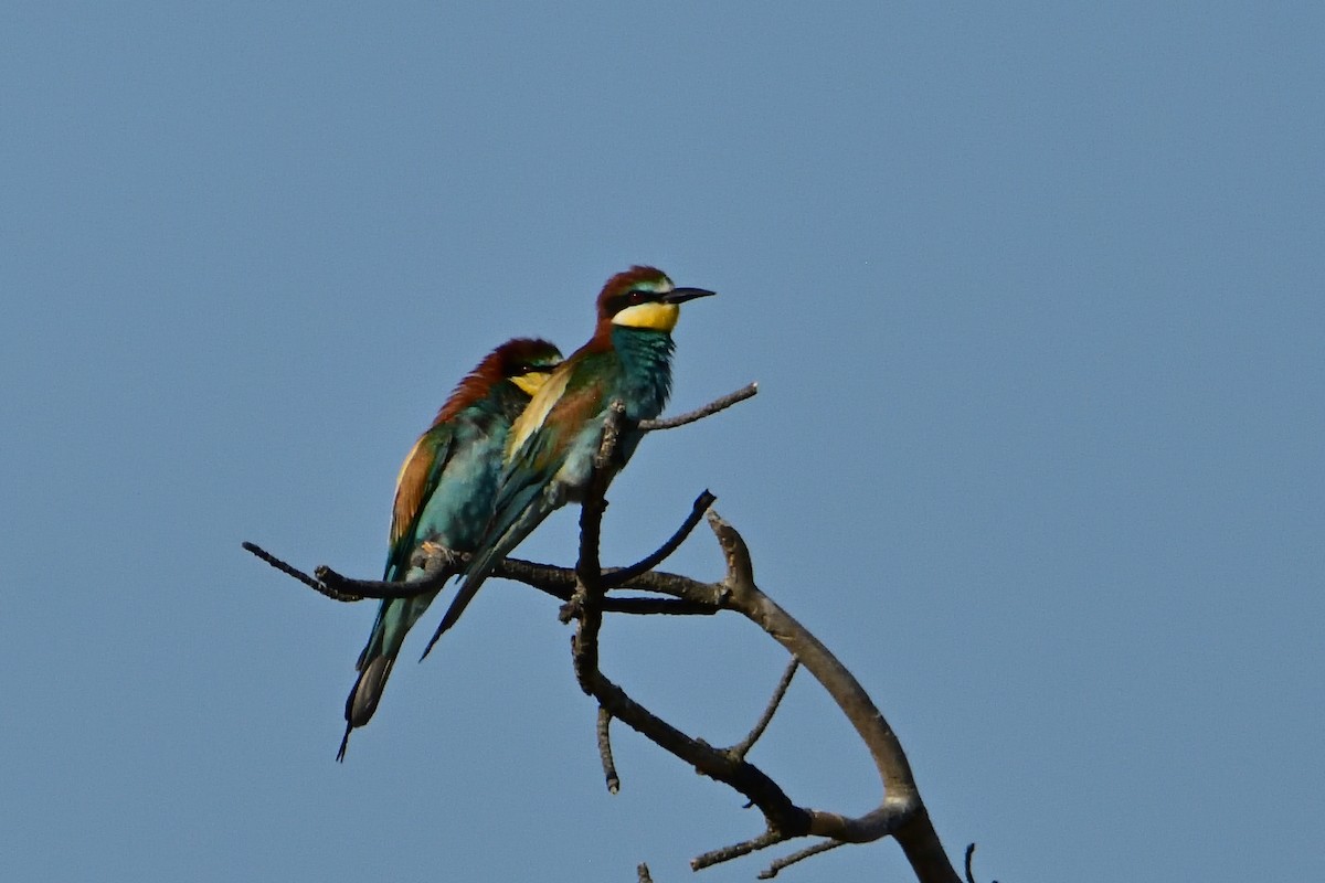 European Bee-eater - ML621255154