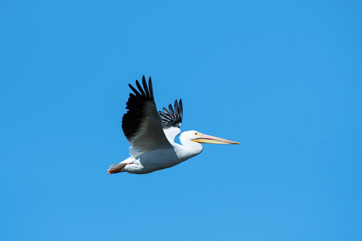 pelikán severoamerický - ML621255156