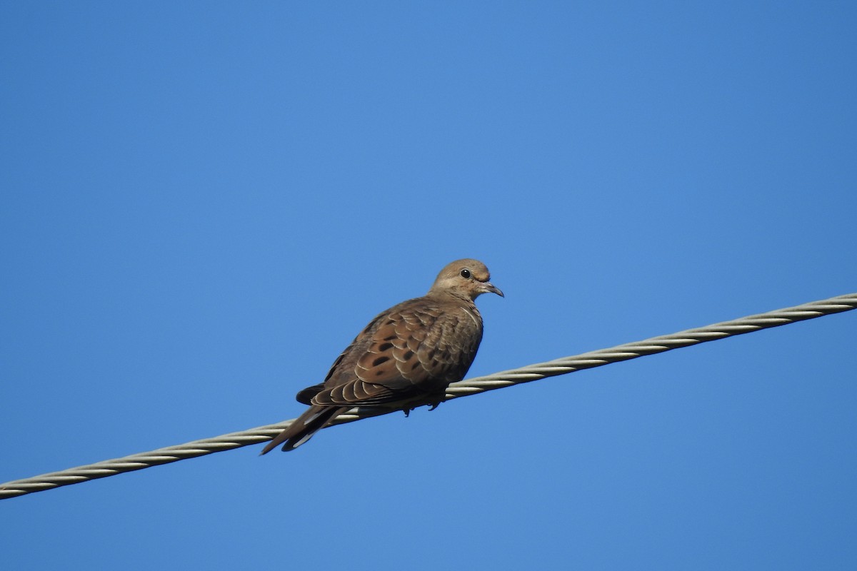 Mourning Dove - ML621255158