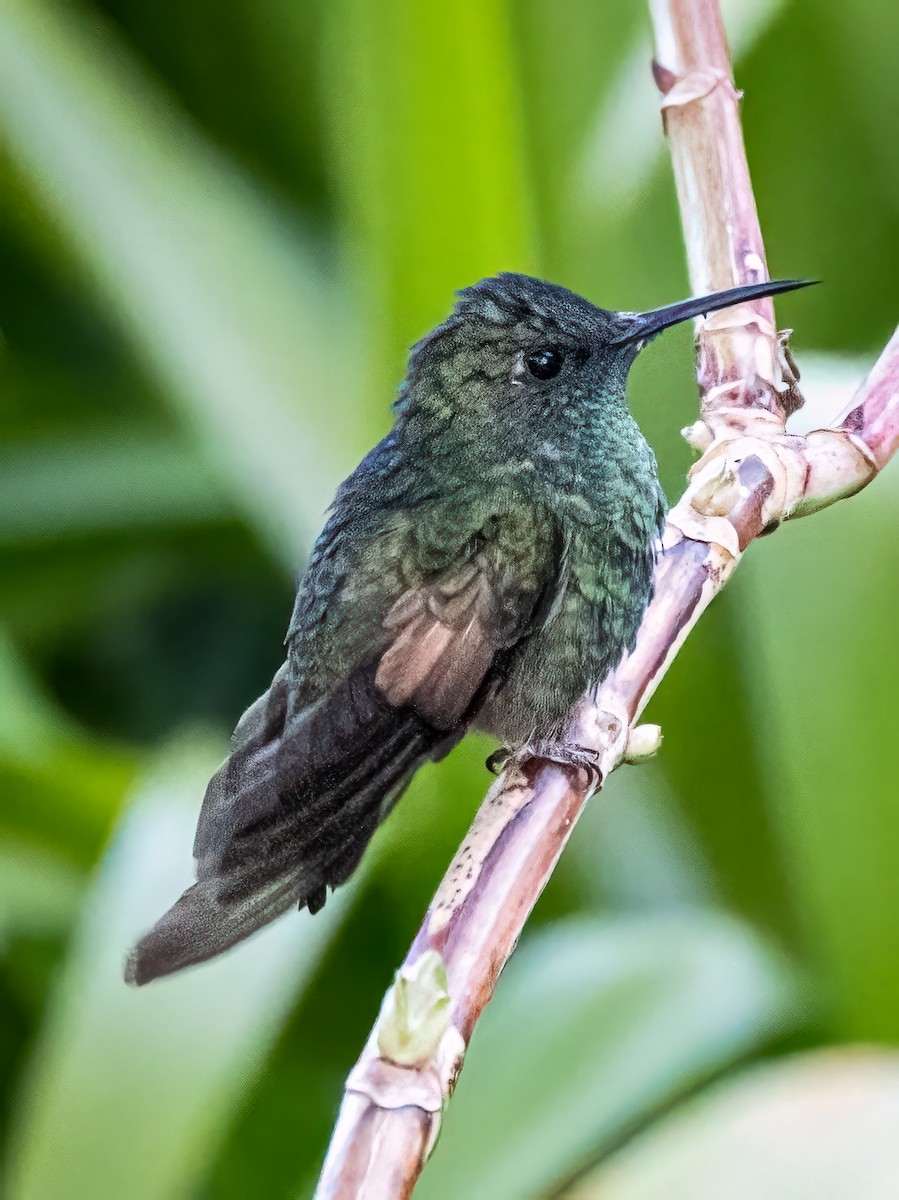 Stripe-tailed Hummingbird - ML621255167