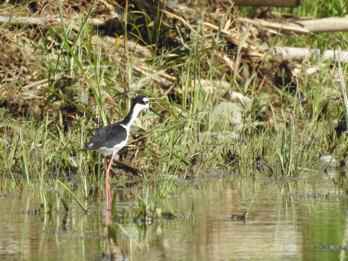 Black-necked Stilt - ML621255180