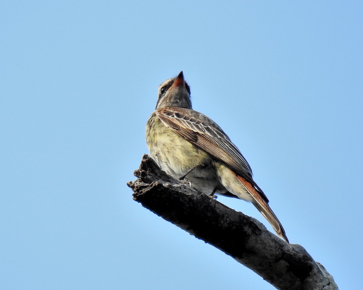 Variegated Flycatcher - ML621255183